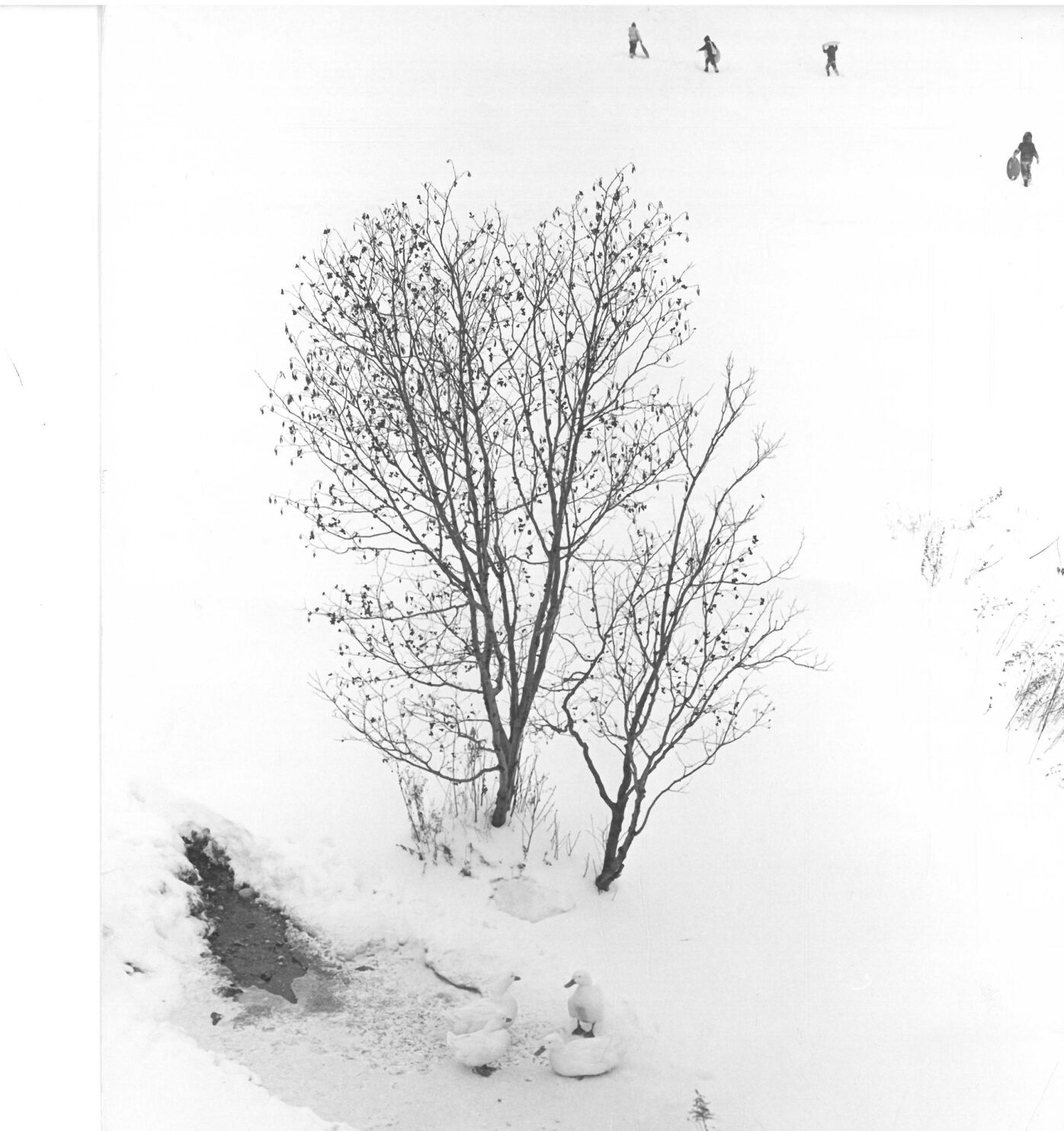 Sledding, January 1968